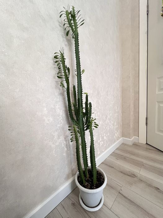 Цветок Молочай 120 см