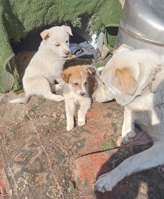 Щенки кабель даром