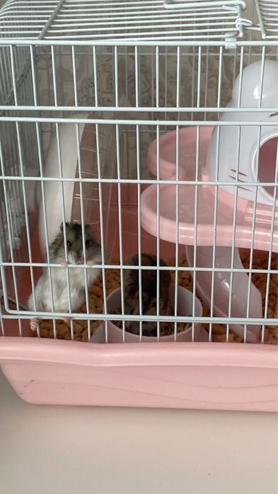 Продам хомячков