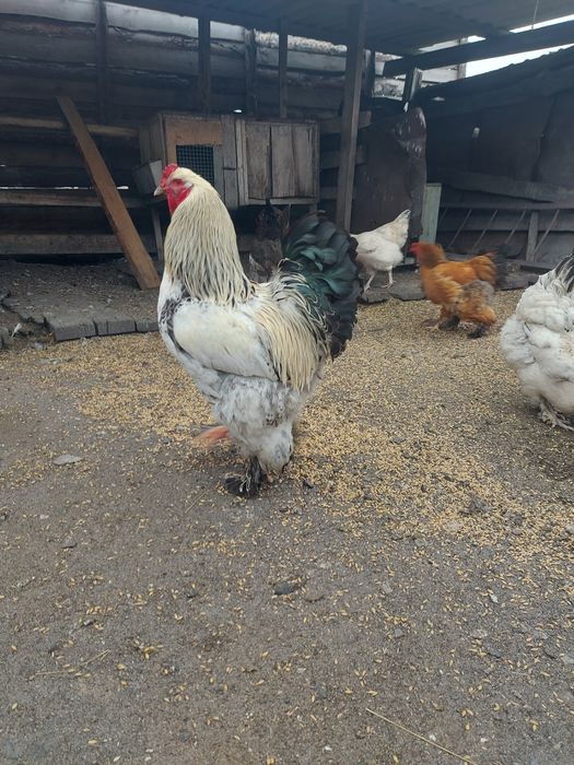 Яйцо инкубационное