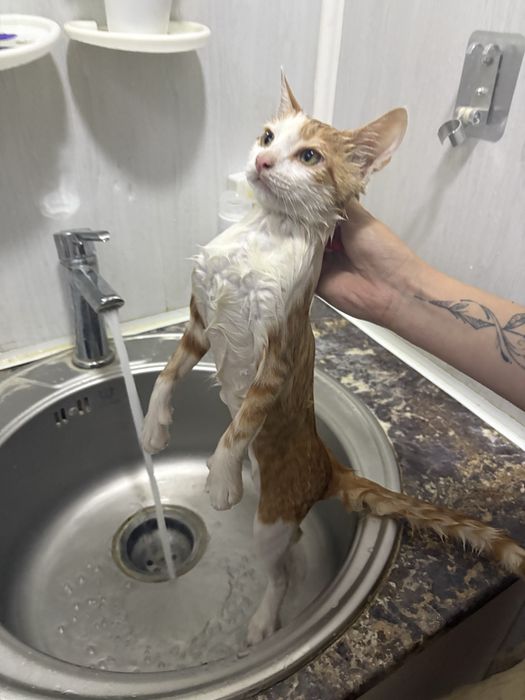 Отдам котенка в добрые руки срочно