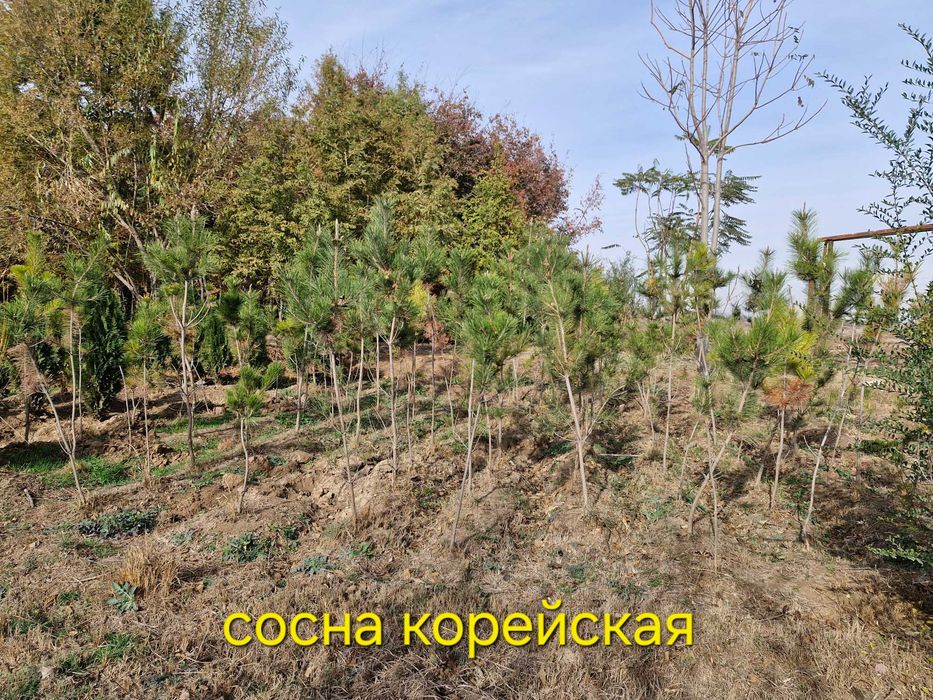 Нандина, Бересклет крылатый, Дёрен красный, Ель канадская, Скайрокет.