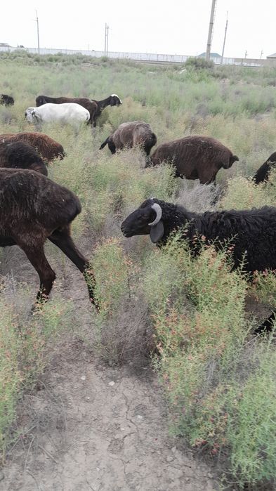 Она бало куй боласи кучкор нархи келишинилади