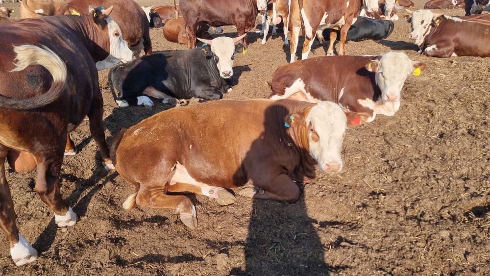 Бычки зернового откорма