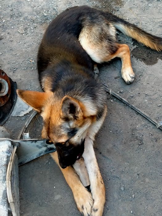 Продам собаку немецкую девочка