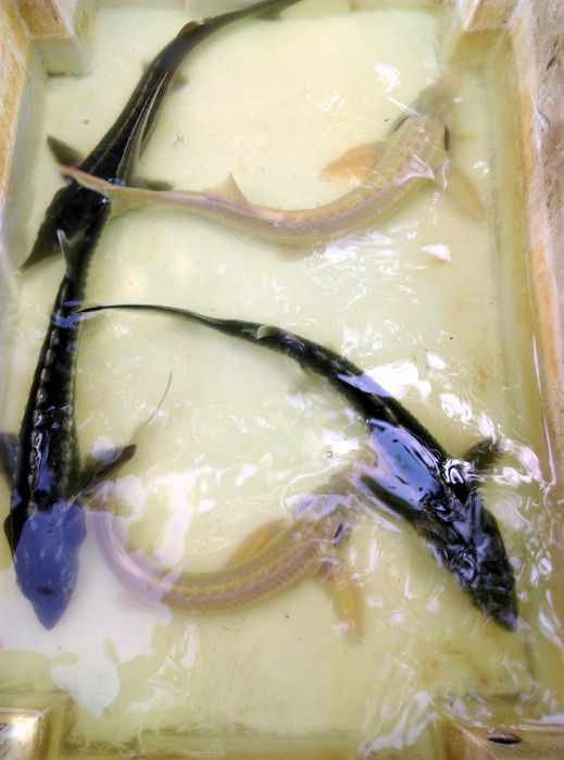 Sturioni (nisetru siberian, cega, cega alba)