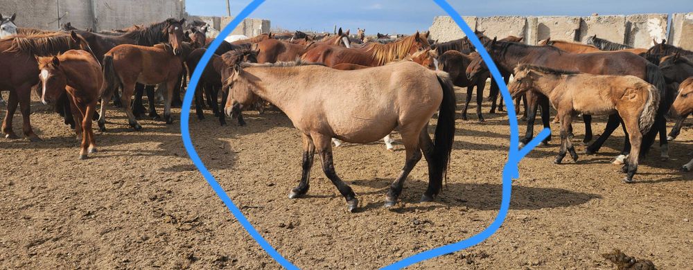 Продам лошадей бие