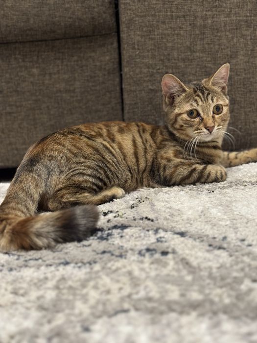 Отдам подросшего котенка стерилизованная