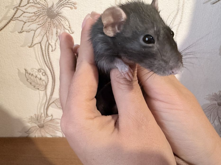 Крыски Дамбо девочки