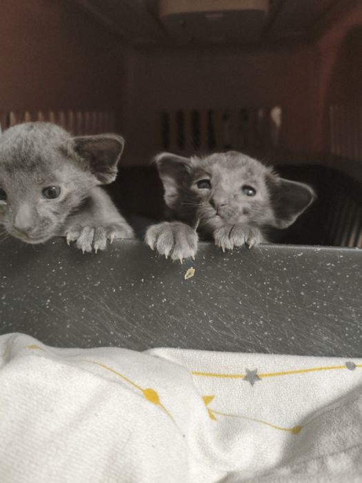 Ориентальные котята экстрим