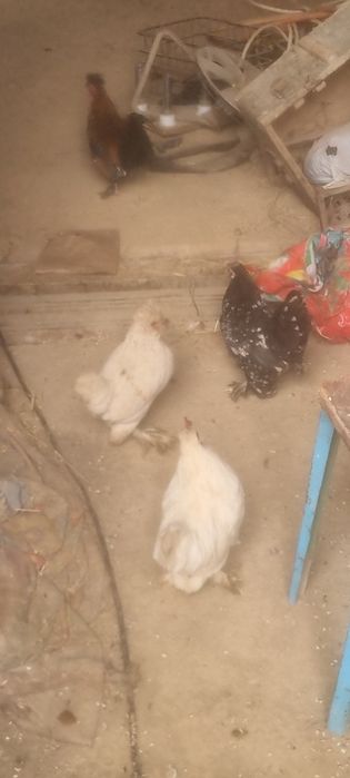 Yapon tovuq xoʻrozla sotiladi 100000migdan