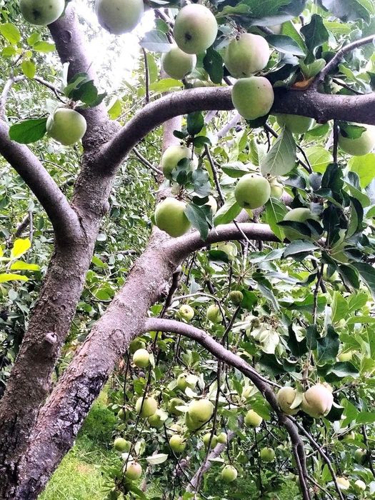 Бустонлик уй арзонга