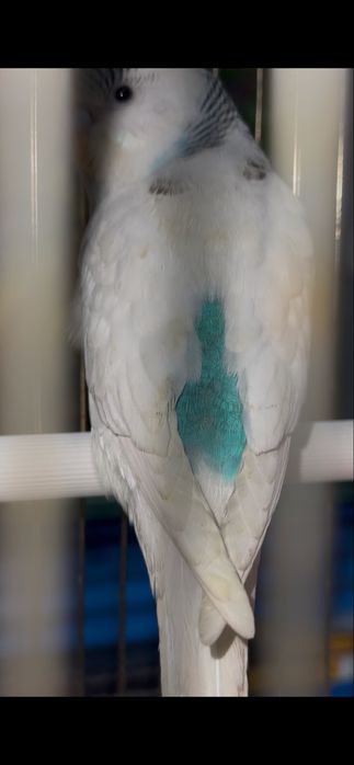 попугай волнистый шымкент