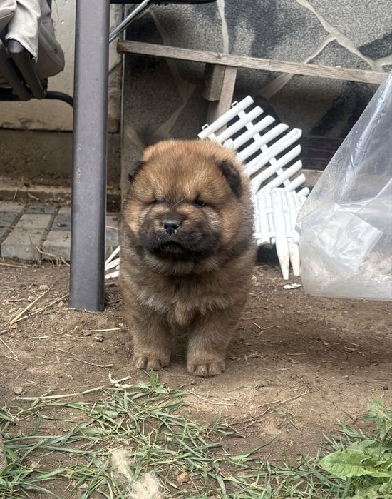 Chow Chow catelusa