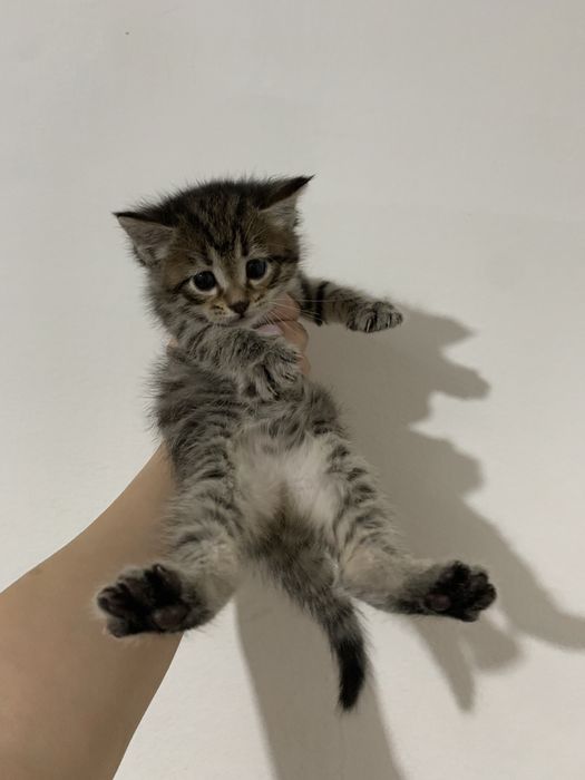 Котенок/мысық продам