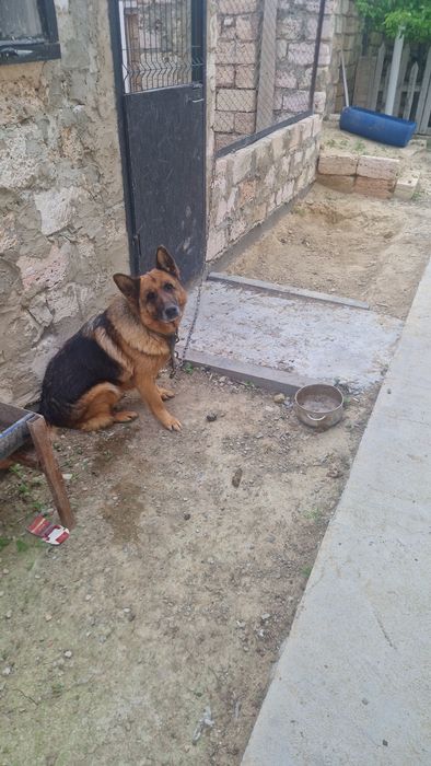 немецкая овчарка