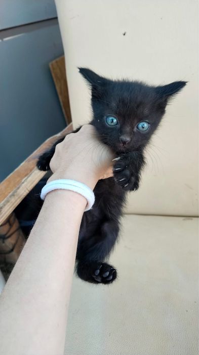 Отдам котят в добрые руки, 4 мальчика 1 девочка