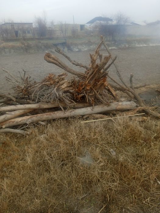 O'tin sotiladi anor poya