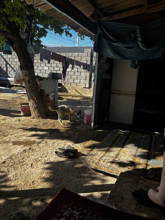 Алабай чисто кровный