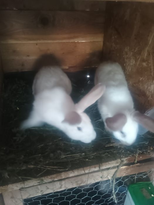 Brahma csirke tyúk