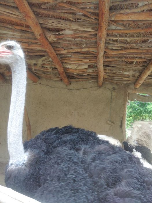 Afrika qora bo'yin strauslari sotiladi