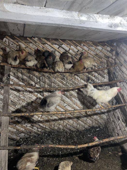 Продам домашних курей