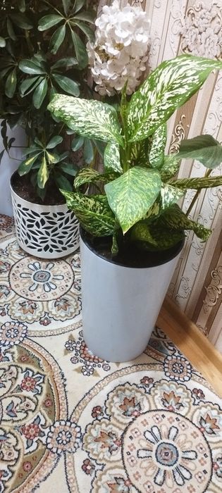 Диффинбахя гулари