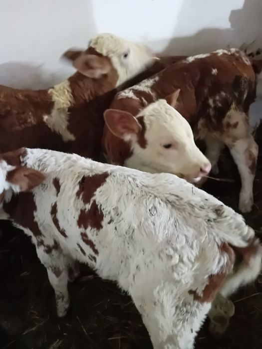 Taurasi și vitele baltati