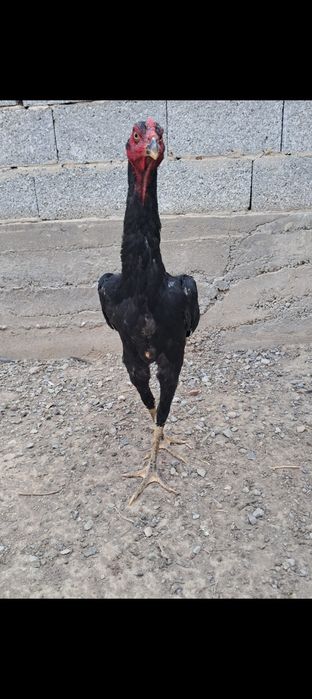 Дакан Кораз,тауык