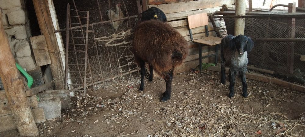 Қой мен Шібіш сатылады