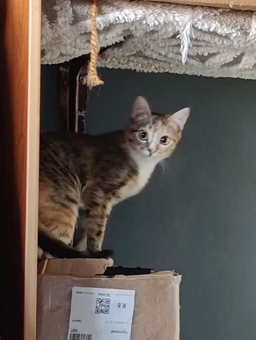 Ириска ждёт своего человека.