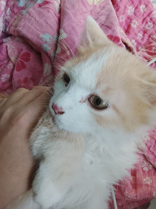 Отдам кота мальчик в добрые руки