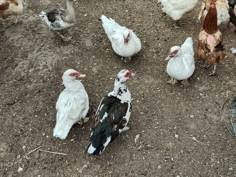 Продам индоуток и селезней