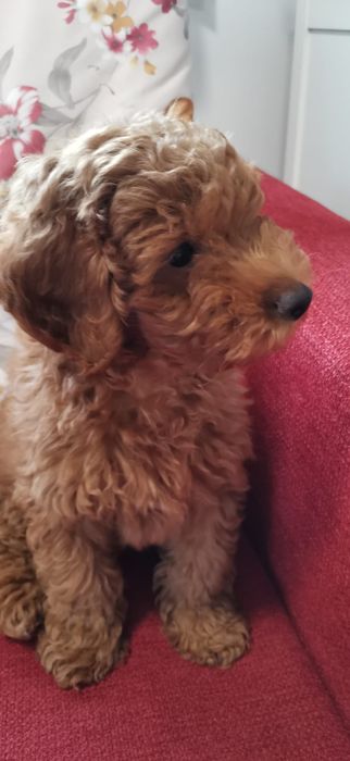 Pudel Red Mini cu pedigree