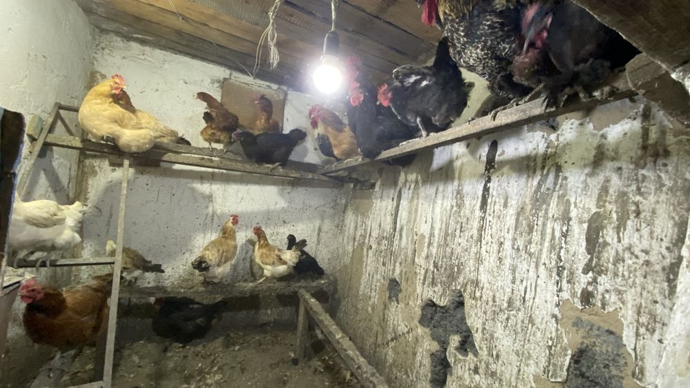 Продам петуха  куры обращайтесь