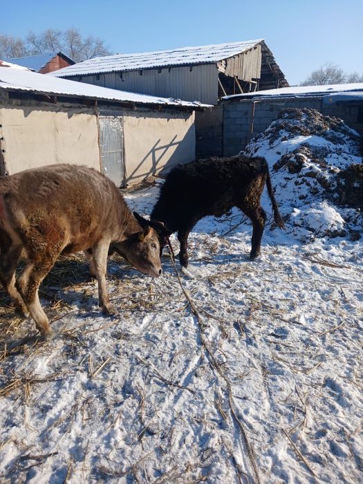 Продам телята десять месяцев бычки