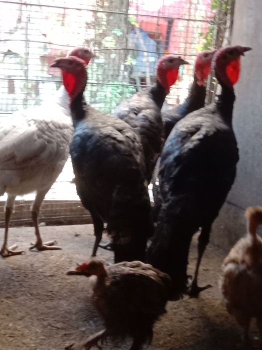 Продам молодых индюков порода хорошая израильская кормили всем натурал