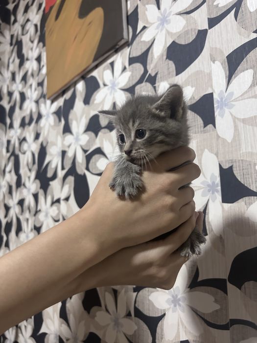 Отдаем котят бесплатно