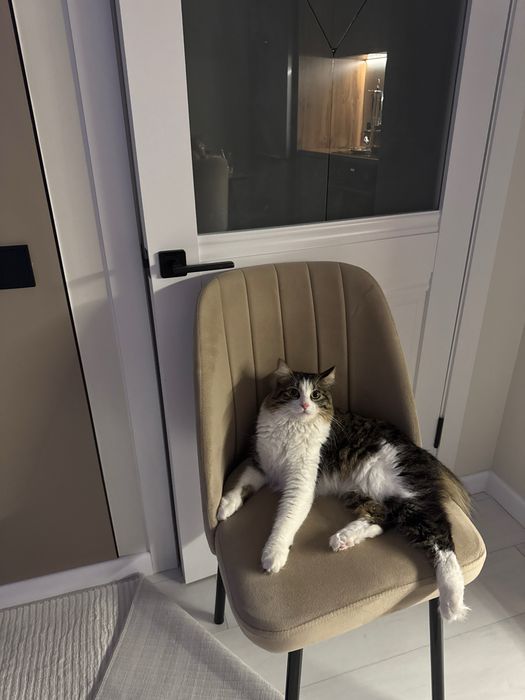 Дымок, домашний кот