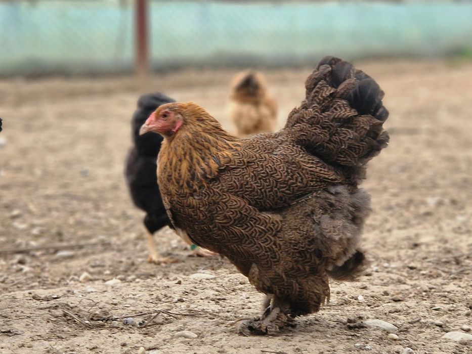 Brahma pitic HD, HDA, Potarnichiu