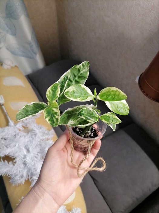 Комнатные растения