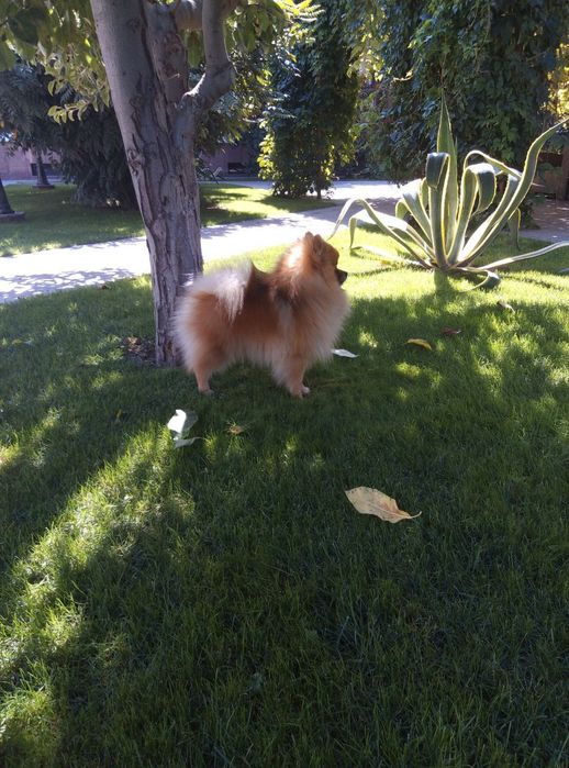 Померанский шпиц на вязку, клубный FCI KFU НКПНО и СДС