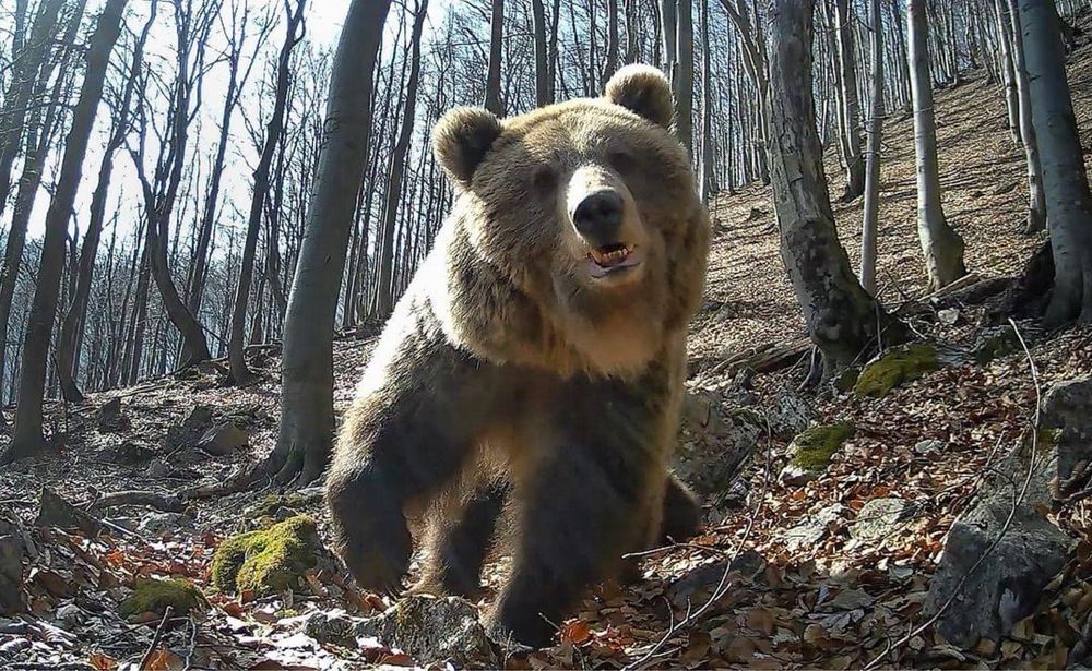 Camera Vanatoare ForestVision Live Pro 2 Cu GPS 4G 32MP 4K