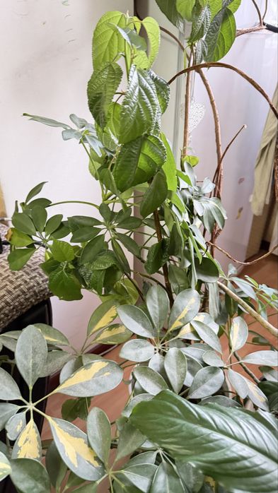 Комнатные цветы