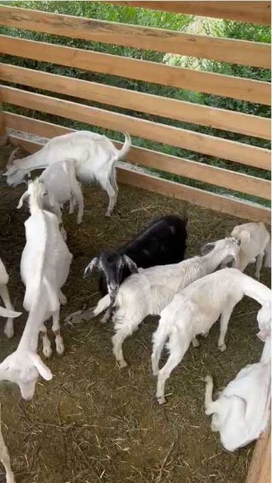 Козы, козы молодые, козлята