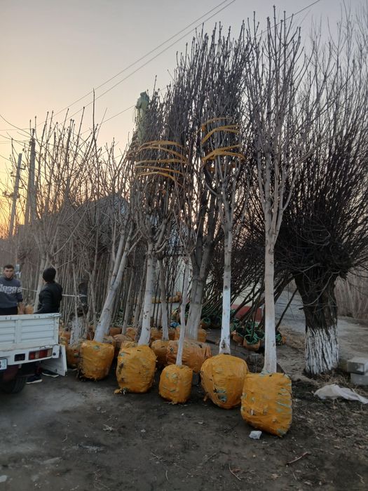 100% ishonchli Kashtan kochat va darxatlar bor