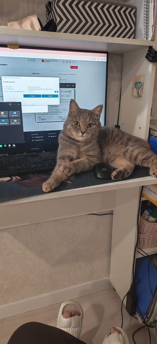 Потерялся кот,..