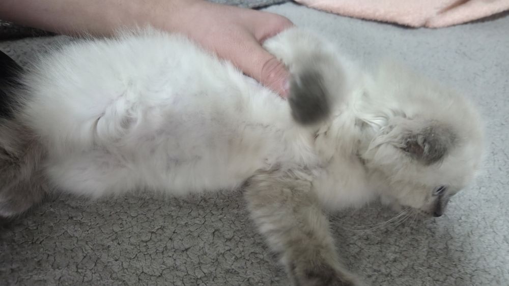 Продам в хорошие руки порода хайленхол