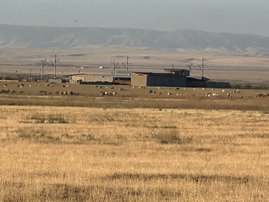 Продам Фазенду с племменными Овцами