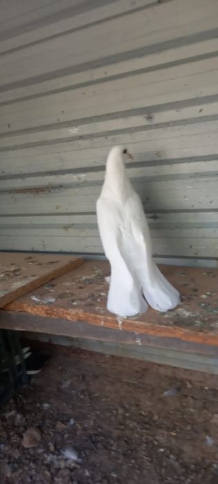 Голуби широкохвостые 6000